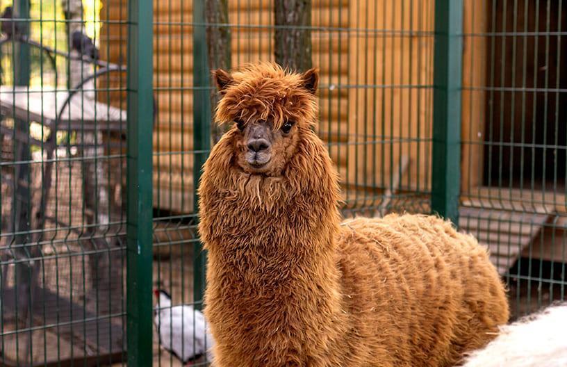 Кэшбэк за участок.