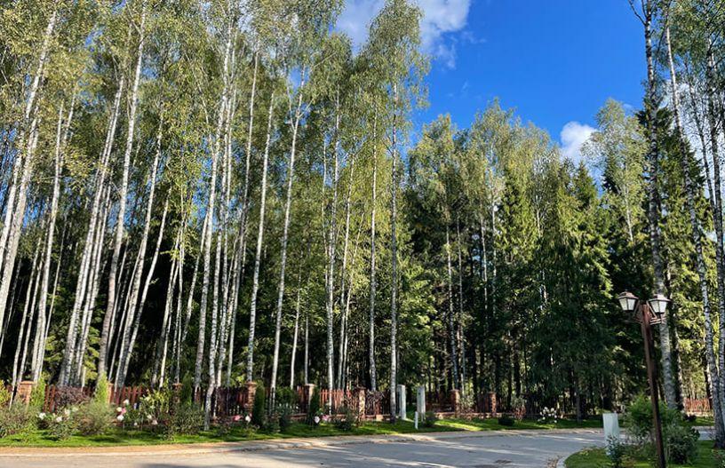 Вековой лес в элитном поселке Emerald Village на Новорижском шоссе