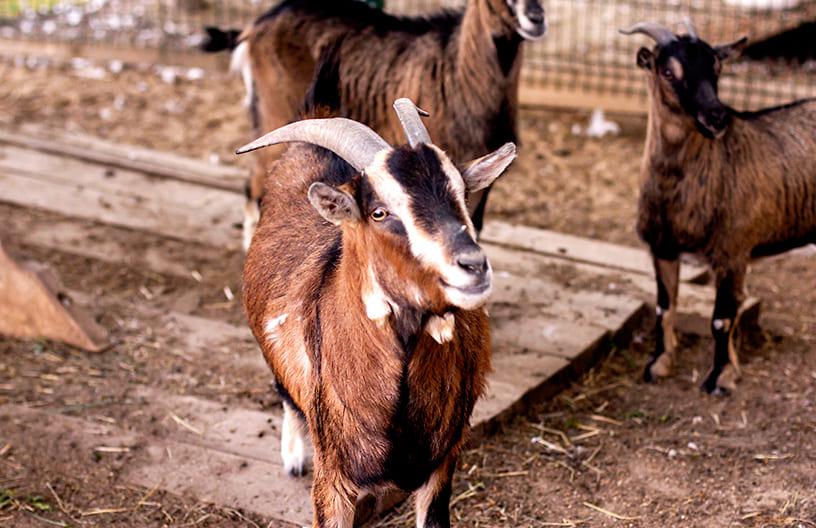 Козы в контактном зоопарке в поселке Emerald Village