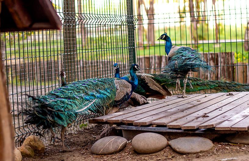 Павлины в контактном зоопарке в поселке Emerald Village