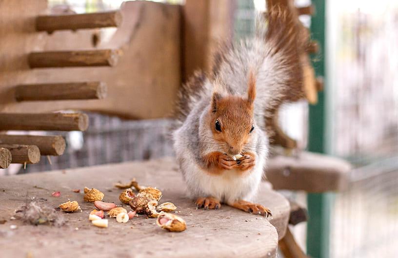 Белки в контактном зоопарке в КП Emerald Village