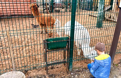 Ламы в контактном зоопарке в поселке Emerald Village