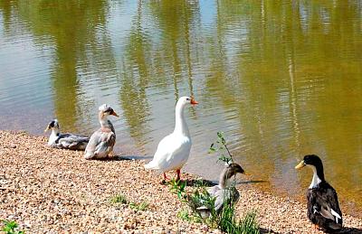 Гусли на озерах поселка Emerald Village на Новой Риге