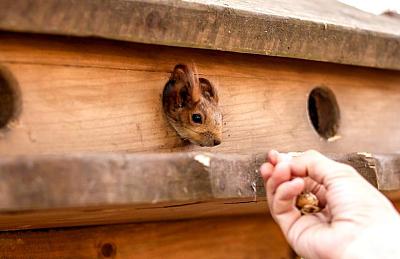 Белки в контактном зоопарке в КП Emerald Village